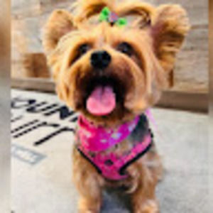 Meet your Posher, Ally